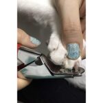 Weather Forecast Komple Çelik Kırmızı Kedi Köpek Tırnak Makası cin311kr - Görsel 4