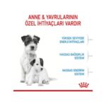 Royal Canin Mini Starter 4 kg - Görsel 2