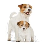 Royal Canin Mini Starter 4 kg - Görsel 3