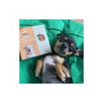 Kito Fresh Somon Etli x 6 (1,5 Kg) - Görsel 5