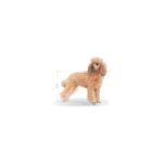 Royal Canin Poodle Yetişkin Kuru Köpek Maması 3kg - Görsel 3