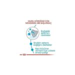 Royal Canin Medium Puppy Yavru Köpek Maması 4 kg - Görsel 3