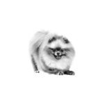 Royal Canin Pomeranian Kuru Köpek Maması 3kg - Görsel 3