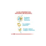 Royal Canin Poodle Yavru Köpek Maması 3kg - Görsel 4